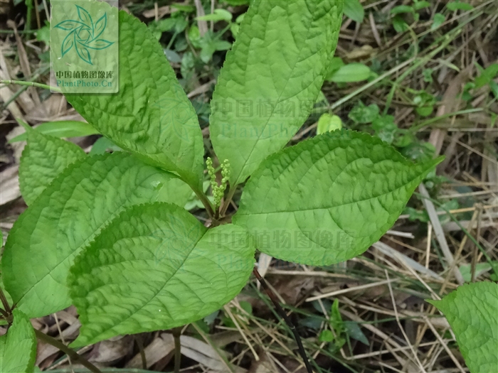 chloranthus serratus (thunb.) roem et schult