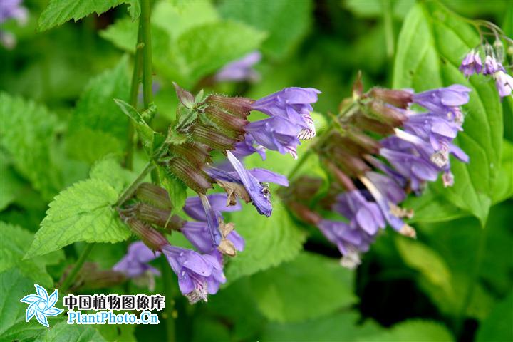  p>荨麻叶龙头草,拉丁名为meehania urticifolia (miq.