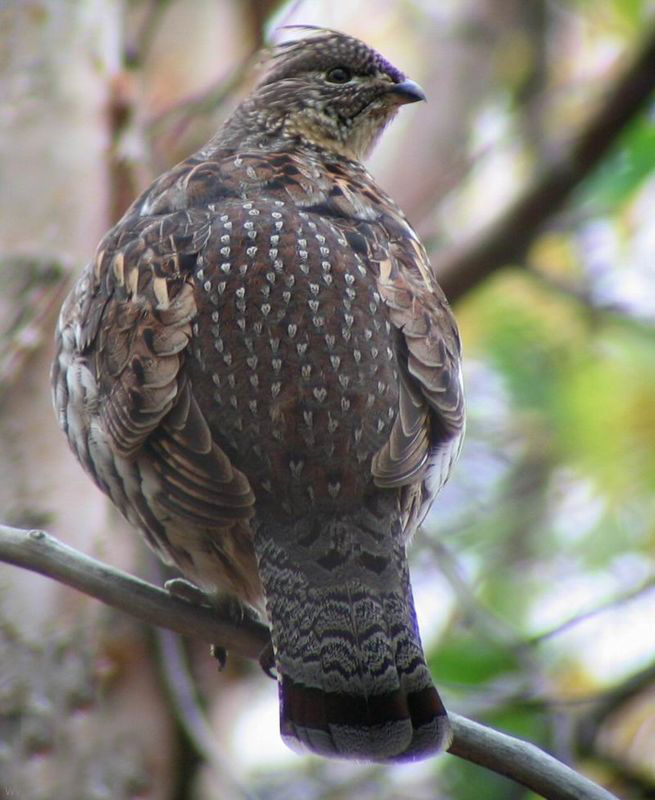  p>披肩榛鸡(学名: i>bonasa umbellus /i>):共有15个 a href="#"