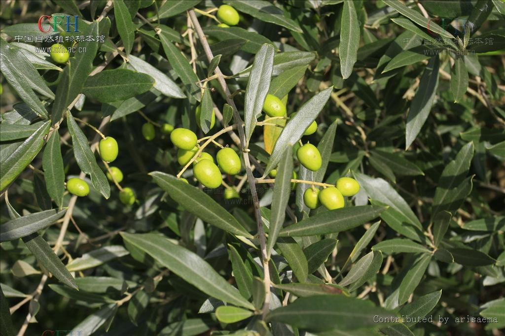 球果木犀榄