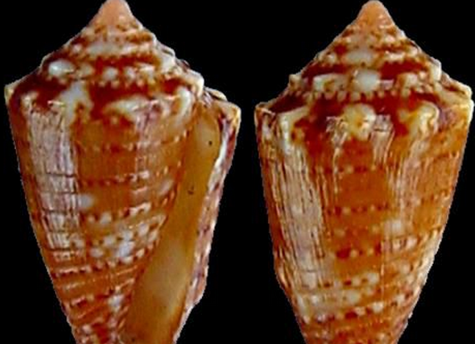  p>军士芋螺是一种新腹足目,芋螺科类动物,螺壳尺寸11 mm.