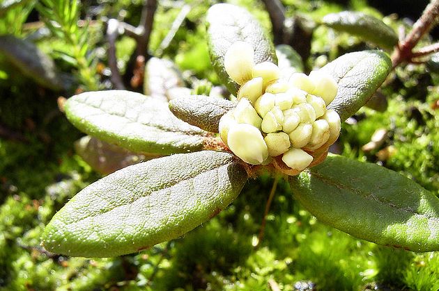 decunbens ait),杜鹃花科,杜香属,变种与原变种的区别在于植株更矮小