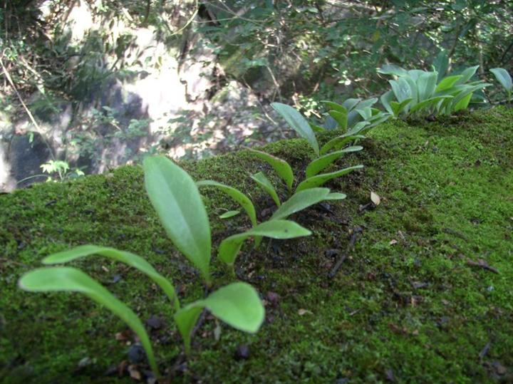 polypodiaceae