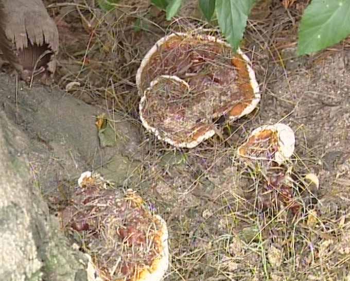  p>白边灵芝学名叫做 a href="#" data-lemmaid="10876831">白灵侧耳 