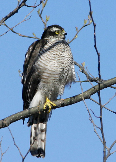 eurasian sparrowhawk