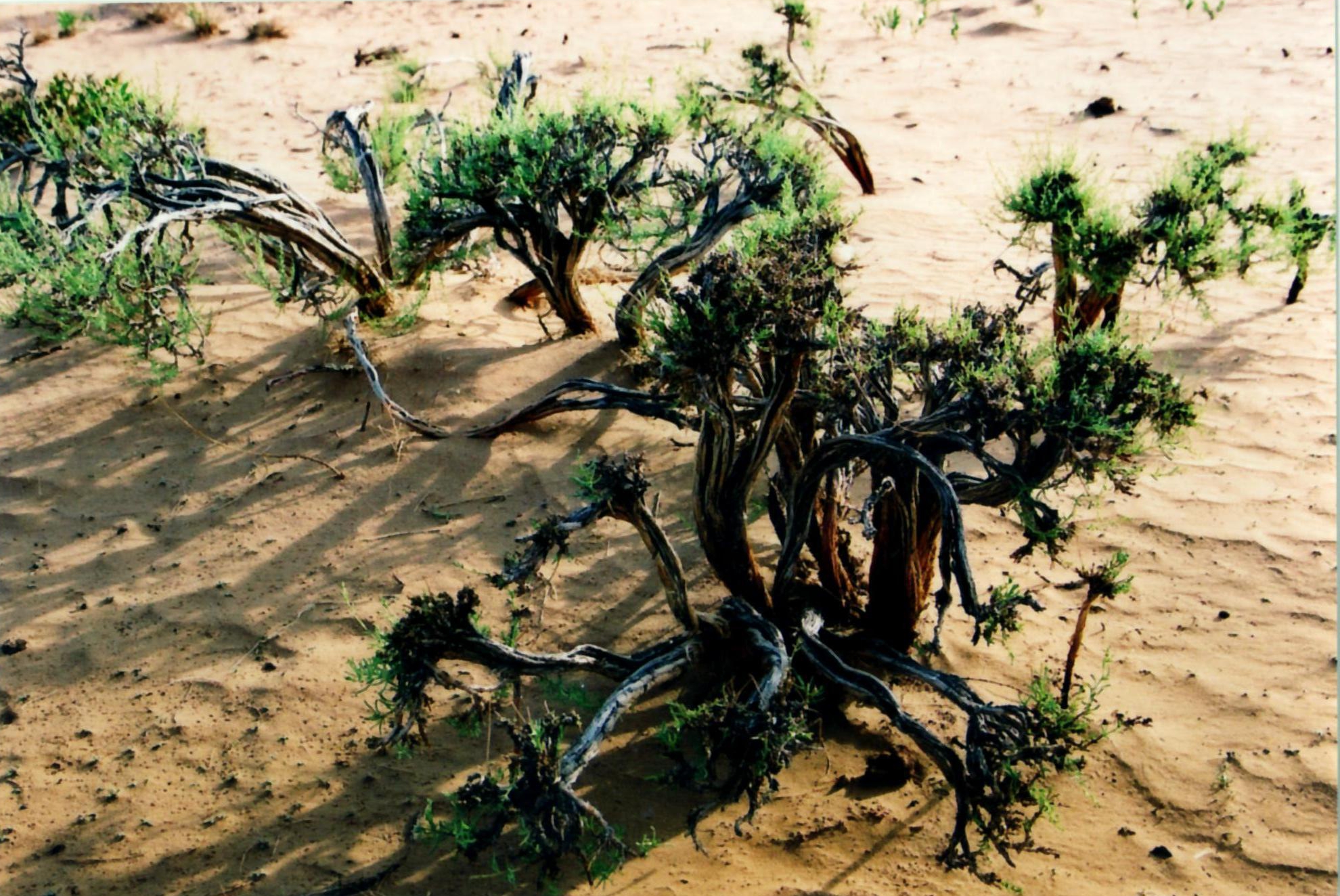  p>绵刺(学名: i>potaninia mongolica /i> maxim.