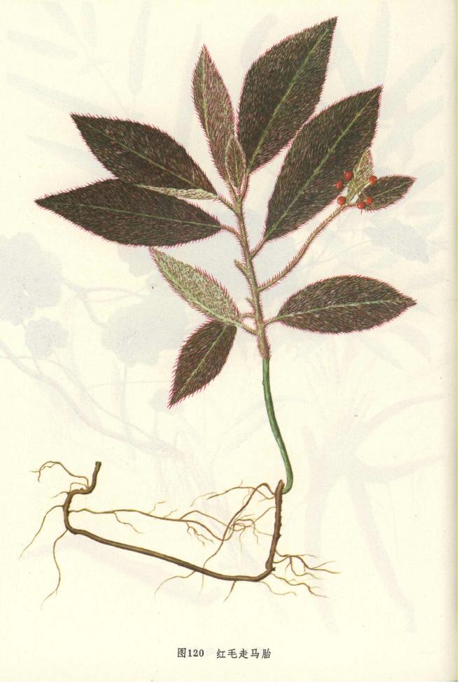  p>走马胎(学名: i>ardisia gigantifolia /i> stapf)是紫金牛科