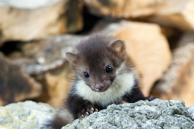  p>石貂(学名: i>martes foina /i>),是 a target="_blank" href="