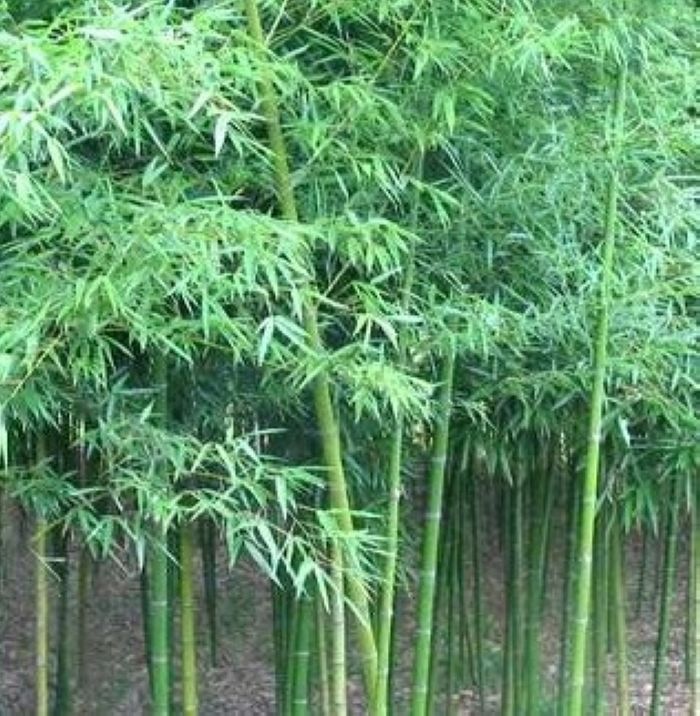 斑竹根