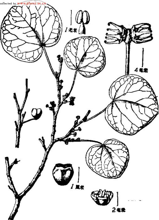  p>双花木属,落叶灌木,属金缕梅科.
