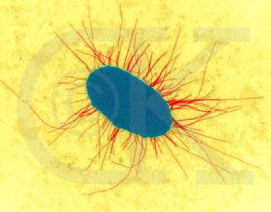 data-lemmaid="147527">微生物 /a>形态结构和性状与立克次氏体极相似