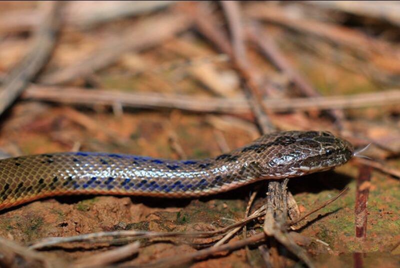  p>中国水蛇(学名: i>enhydris chinensis /i>)是 a href="#" data