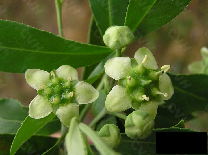  p>云南卫矛(金丝杜仲),为 a target="_blank" href="/item/卫矛科">