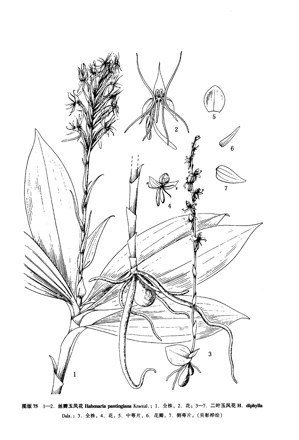  p>丝瓣玉凤花,拉丁学名 i>habenaria pantlingiana /i> kraenzl.