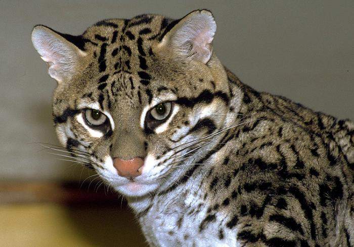  p>虎猫(学名: i>leopardus pardalis /i>):共有10个 a href="#" data