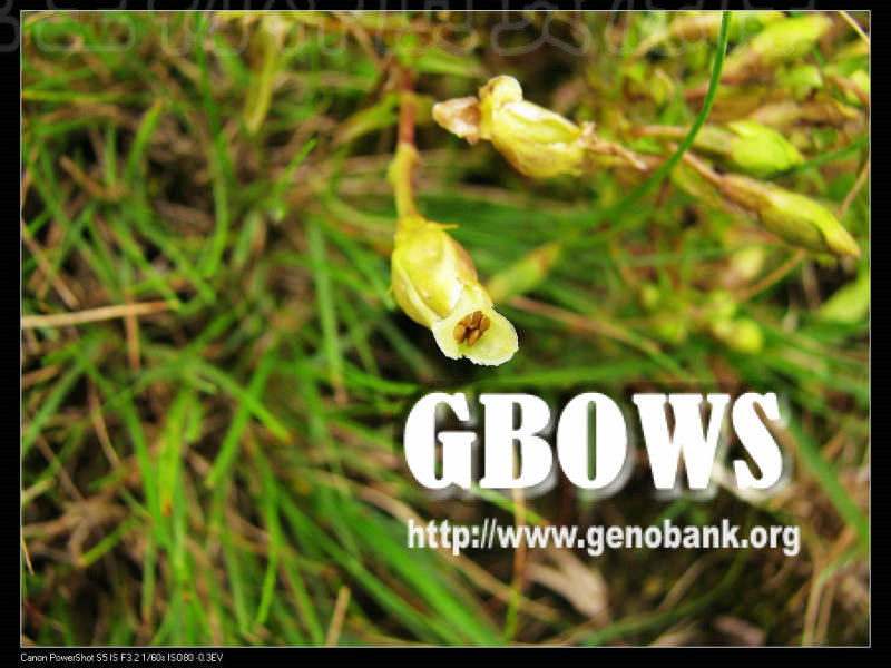 gentiana subtilis h. smith