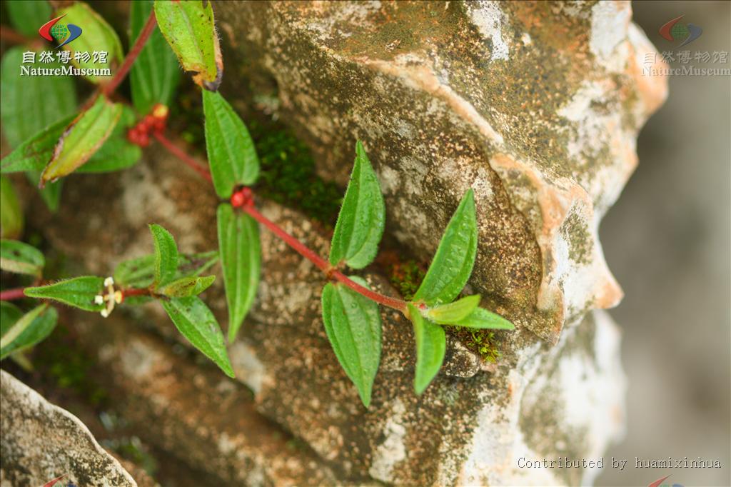 target="_blank" href="/item/糯米团/18275287" data-lemmaid