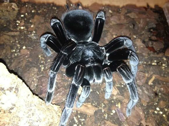 玻利维亚钢铁蓝蜘蛛