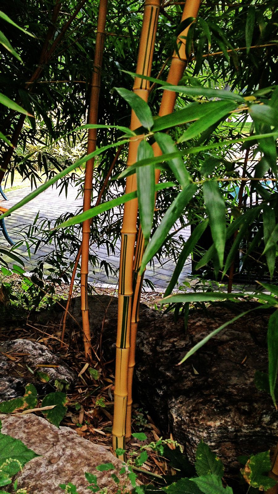  p>金丝竹,别名黄金间碧玉竹,青丝金竹, a href="#" data-lemmaid="