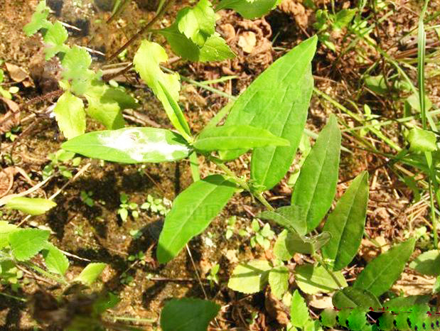 小花远志的全草名 a target="_blank" href="/item/小金牛草/4954749"