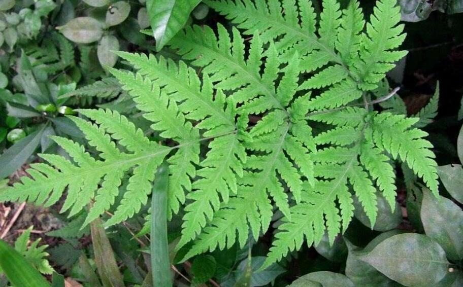  p>毛叶桫椤,学名alsophila andersonii scott ex bedd.