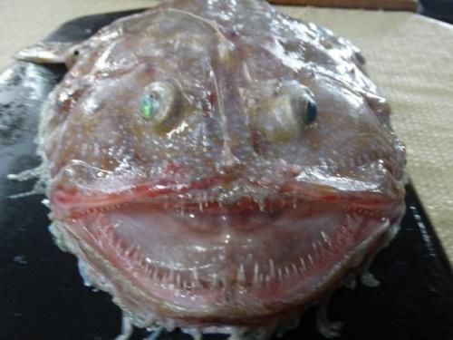  p>鮟鱇(ān kāng),俗称蚧巴鱼,蛤蟆鱼,海蛤蟆, a target="_blank"