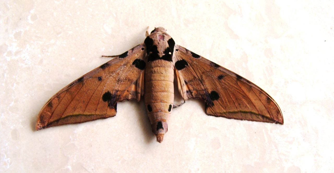 ochracea /i>&nbsp;butler,1885)是天蛾科 a target="_blank"