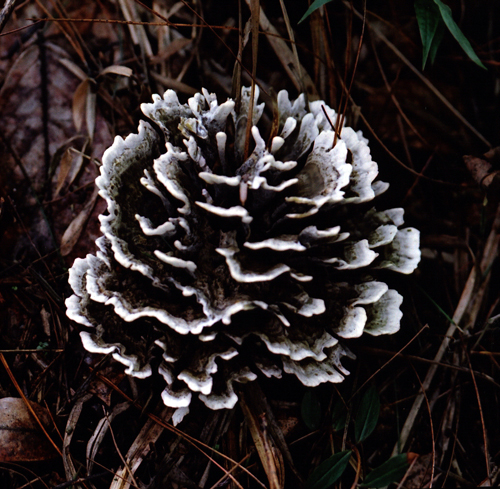  p>干巴菌( i>thelephora ganbajun /i> zang)是 a target="_blank"