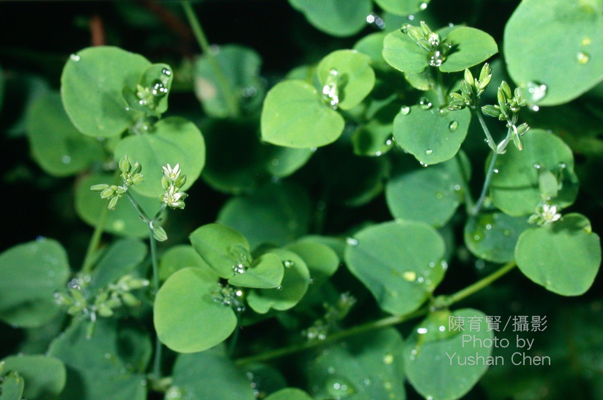  p>荷莲豆草(学名:drymaria diandra blume)是 a target="_blank"