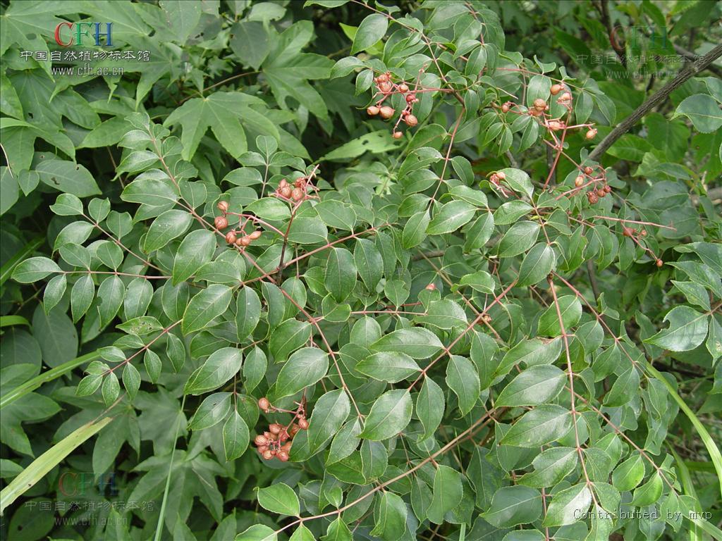 野鸦椿属, a target="_blank" href="/item/省沽油科/4866925" data