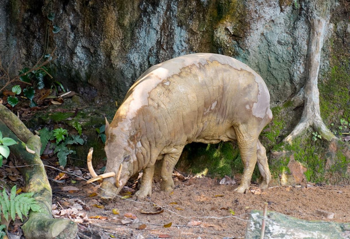 babyrousa togeanensis