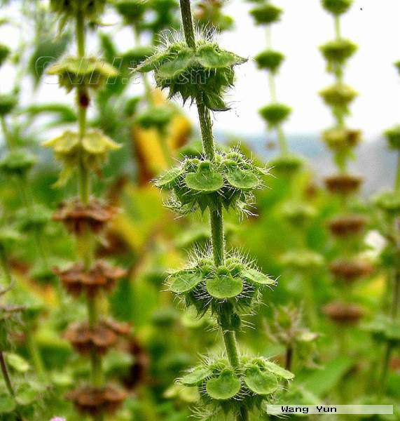  p>疏柔毛罗勒(学名: i>ocimum basilicum /i> var.