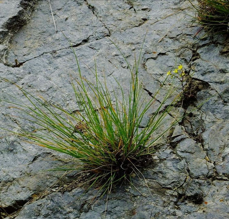  p>疏花针茅(学名: i>stipa penicillata /i> hand.-mazz.