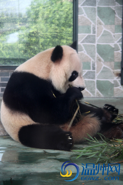  p data-id="gnyutzzyey">温州动物园位于风景秀丽的景山公园莲花芯