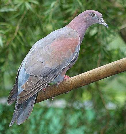  p>纯色鸽(plain pigeon),拉丁学名为columba inornata,命名于vigors