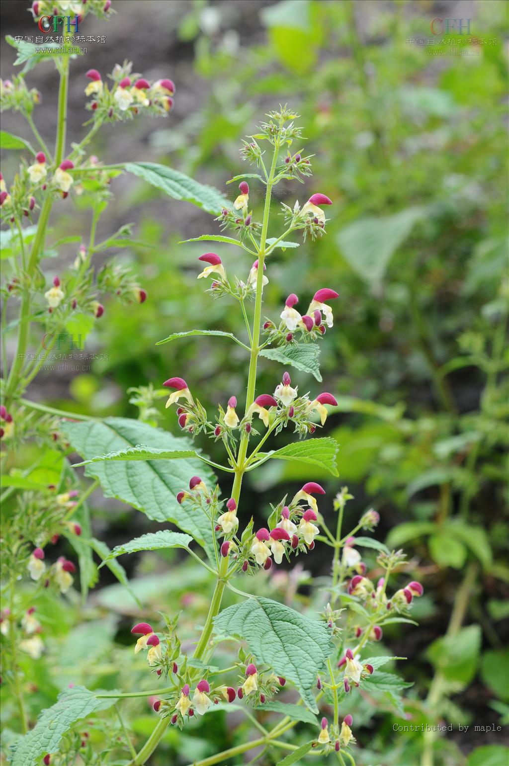 云南冠唇花(原变种)