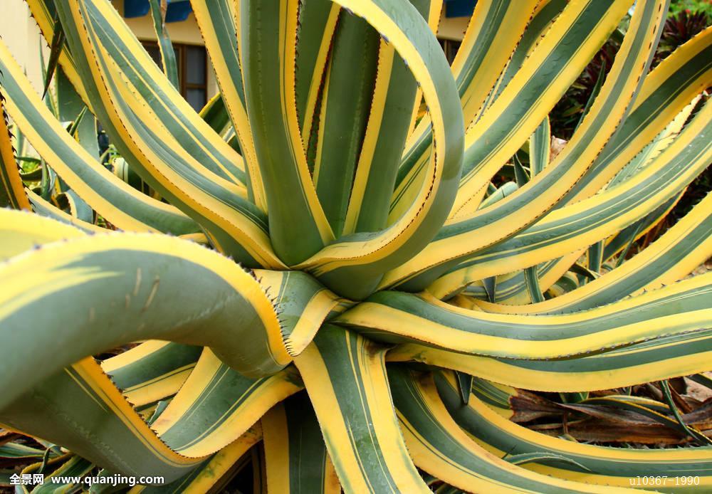 是石蒜科,龙舌兰属多年生常绿大型草本植物.