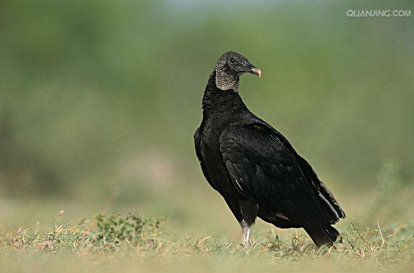  p>黑兀鹫(学名: i>sarcogyps calvus /i>)为 a target="_blank" href