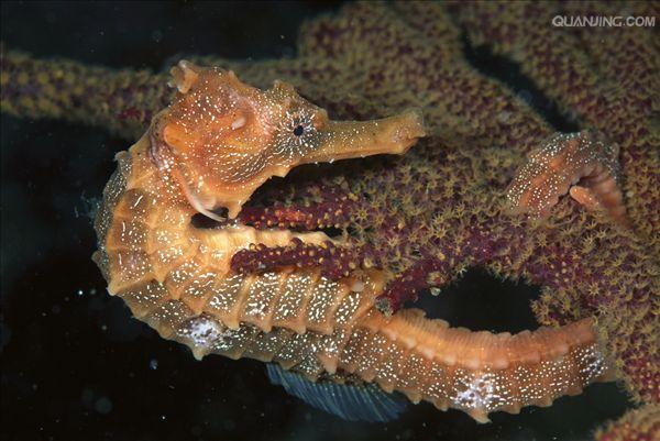  p> a href="#" data-lemmaid="4717760">海扇 /a>属于双壳纲软体动物