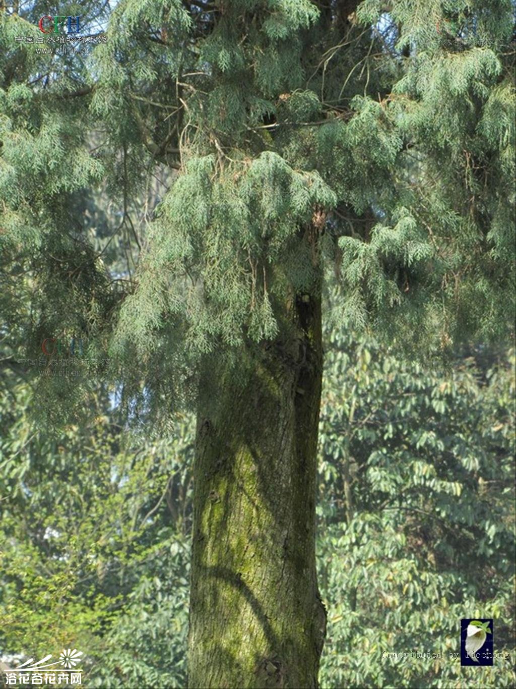  p>干香柏蒙自家系07号是柏科,柏木属植物. /p>