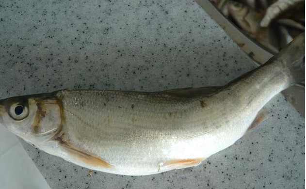  p>圆吻鲴,生长于我国南方各江湖中的一种经济鱼类.