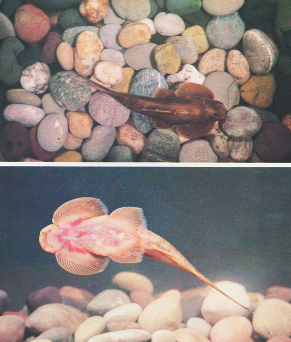  p>中华间吸鳅, i>hemimzon sinensis /i> (sauvage et dabry de