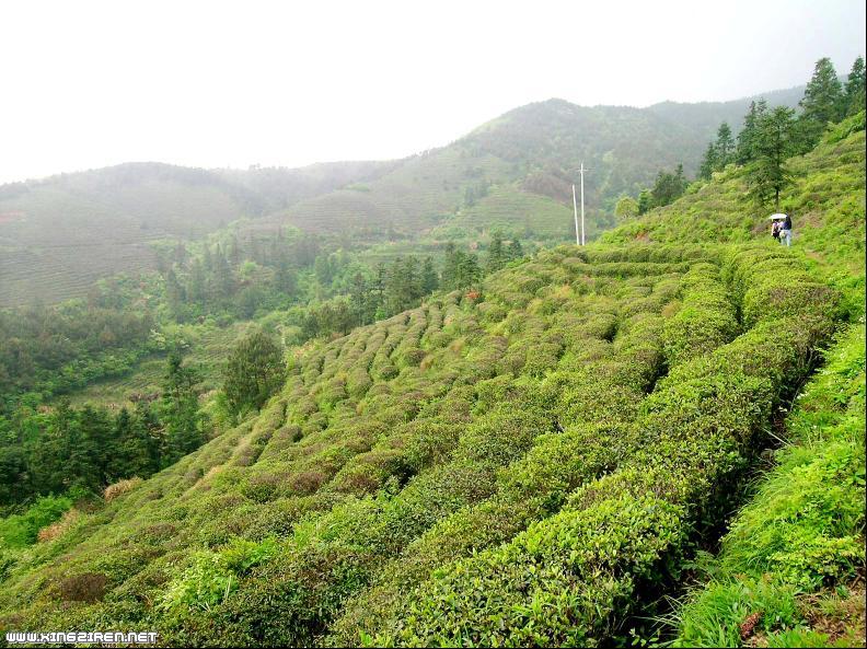 庐山云雾茶