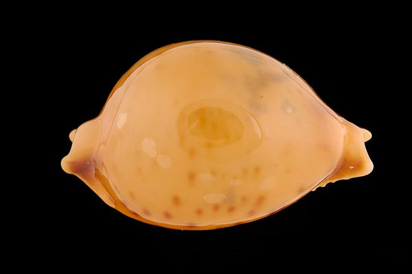  p>金珠宝螺(学名:pustularia globulus globulus)是腹足纲宝螺科的 a