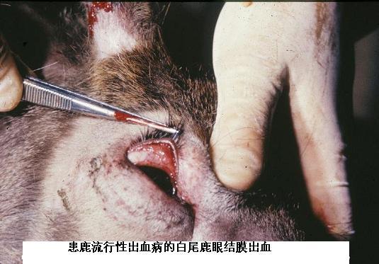 鹿流行性出血病