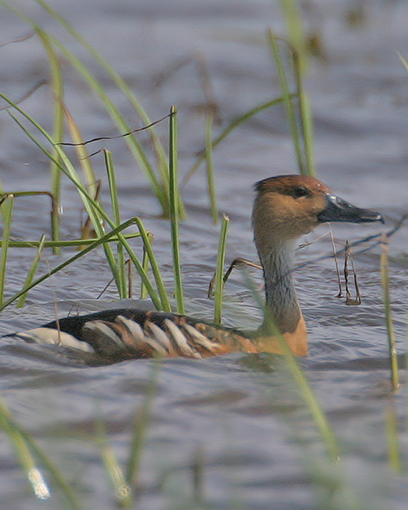  p>茶色树鸭(学名: i>dendrocygna bicolor /i>)为雁形目鸭科的 a