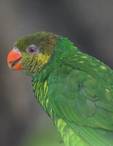  p>黄绿吸蜜鹦鹉(学名:trichoglossus flavoviridis)羽色鲜艳,主要以