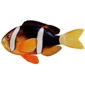  p>基本信息 /p> p>中文名:二带双锯鱼 /p> p>英文名:amphiprion