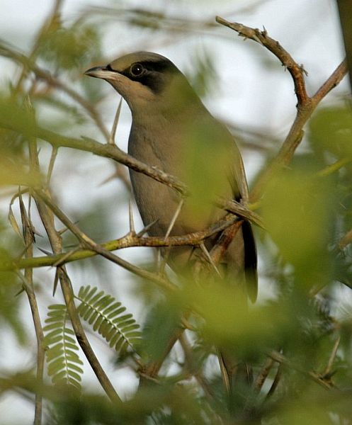  p>灰连雀(学名:hypocolius ampelinus)是鸟纲雀形目灰连雀科的仅有 a