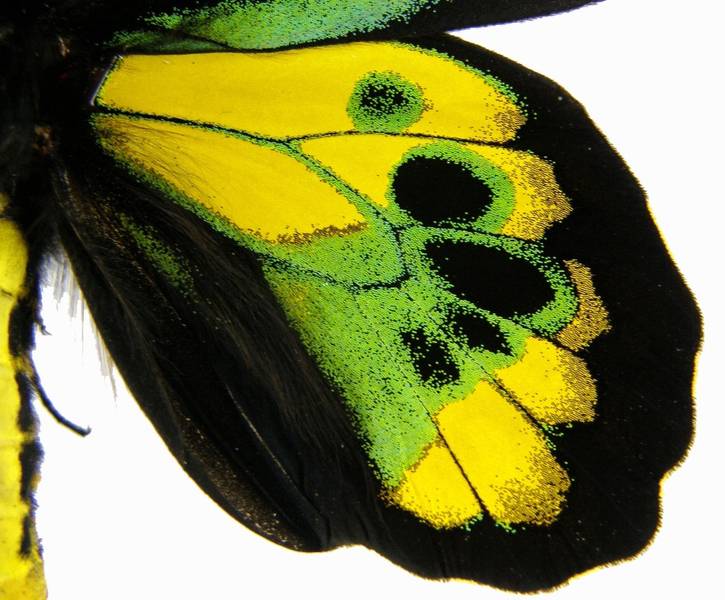  p>黄绿鸟翼凤蝶(学名:ornithoptera rothschildi ; a target="_blank
